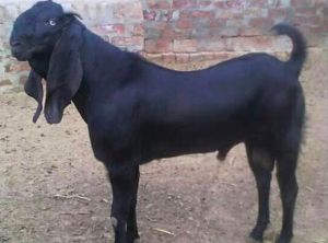 Live Beetal Goat