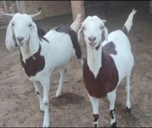 Live Gujri Goat