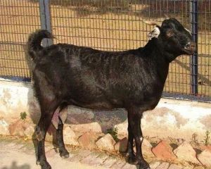 Live Marwari Goat