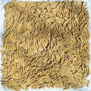 IR 36 Paddy Seed