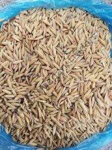 40 94 Long Paddy Seed
