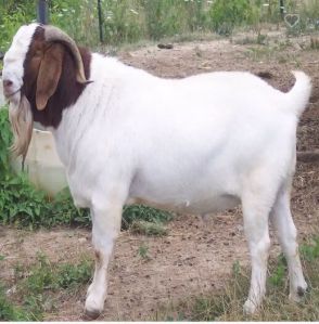 boer goat