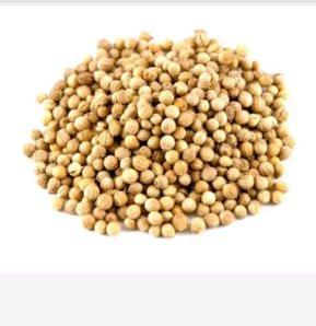 Coriander