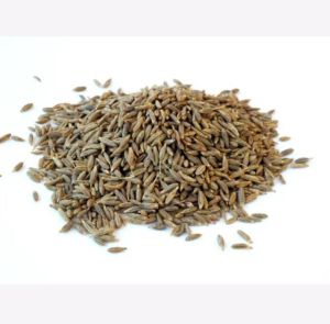cumine seeds