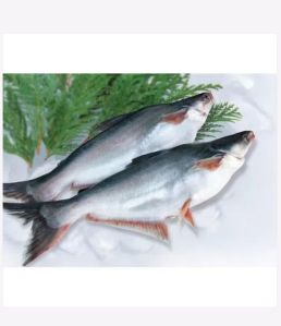 Frozen Pangasius Whole Round Fish