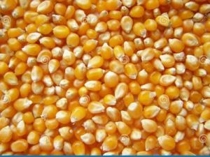 Maize