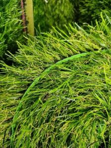 PVC Artificial Grass