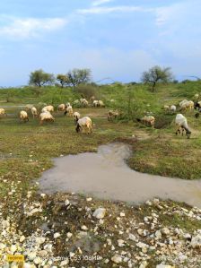 Farming sheep