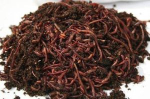 Live Earthworms For Composting