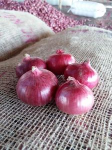 Onion