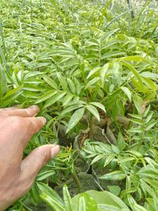 Ambarella Plants