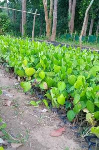 Black Pepper Plants