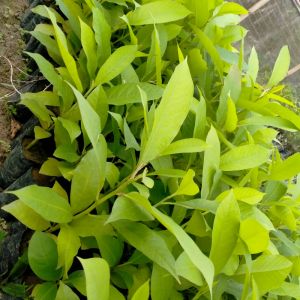 Champak Plants