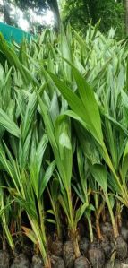 Coconut Plants