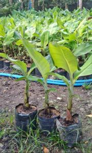 G9 Banana plants