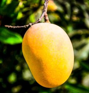 Fresh Amrapali Mango