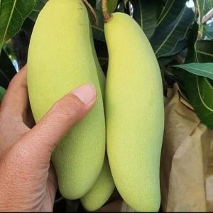 Fresh Banana Mango