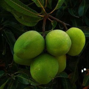Fresh Barmashi Mango