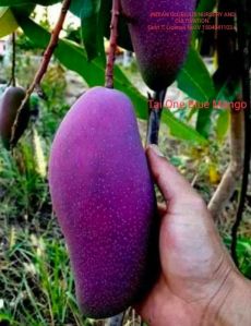 Fresh Black stone Mango