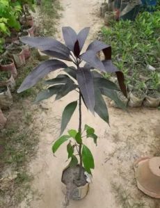 Fresh Black stone Mango Plant