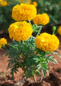 Galgota plant available