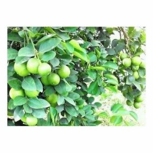 Sharbati Lemon Plant