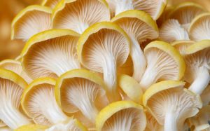 Oyster Mushroom