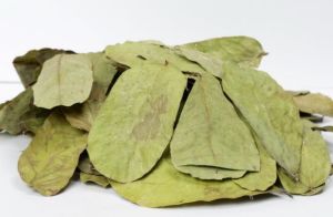 Cassia Alata Herb Leaves