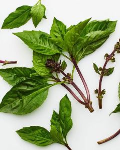 Basil Leaves