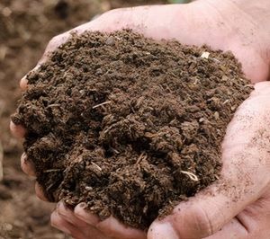 cow dung compost