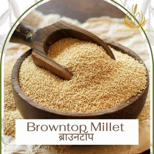 Brown top millet