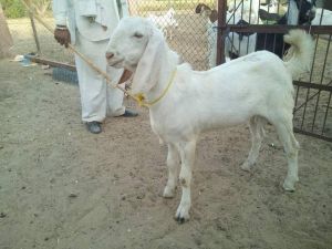 Hyderabadi Goat