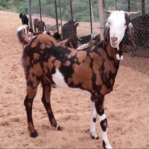 Live Gujri Male Baby Goat