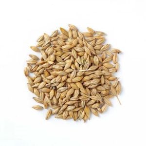 Barley Seeds