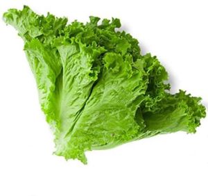 Fresh Green Lettuce