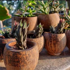 Coconut shell planter