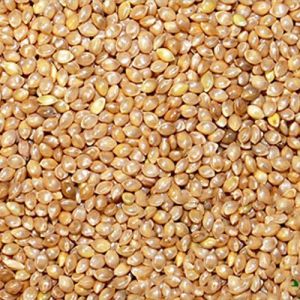 Barnyard Millet Seeds