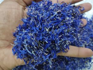 Blue Cornflower