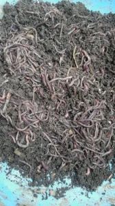 Brown Composting Earthworms