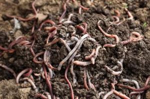 Red Earthworms