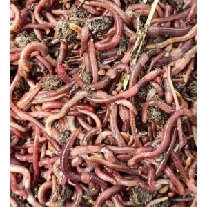 Vermicompost Earthworms