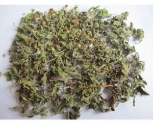 Dried Vana Tulsi Leaves