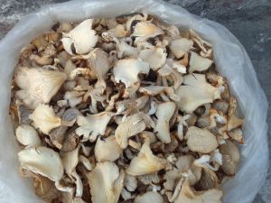 Dry Oyster Mushroom