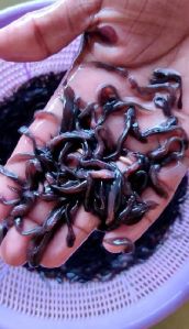 Singhi fish seeds