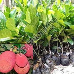 Grafted Red Jack Fruit Plant