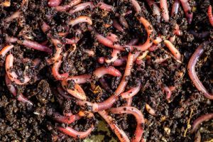 Eisenia Fetida Earthworms