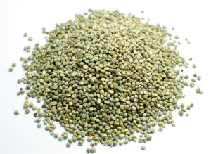 Pearl Millet