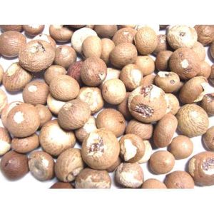 dried areca nut