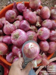 Nashik Garwa onion