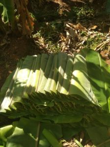 Banana Leaf